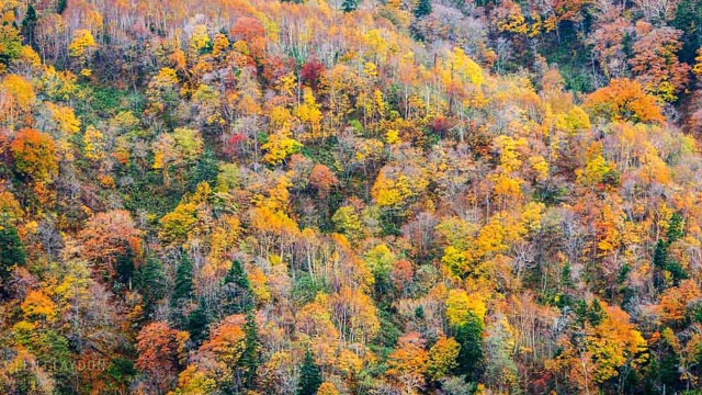 AUTUMN